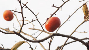 Winter fruit tree pruning