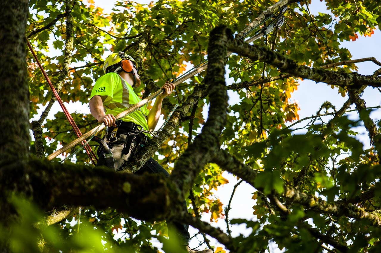 Fine Tree Pruning Portland Urban Forest Pro 2518