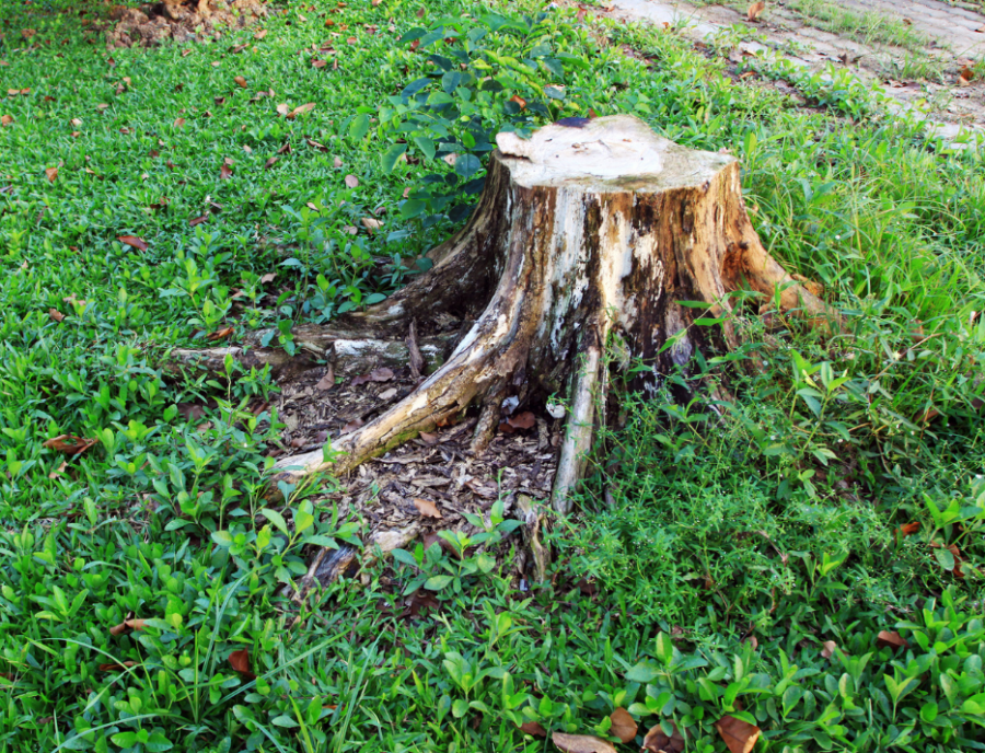 How to Rot a Tree Stump Quickly 7 Steps for Rotting A Tree Stump in